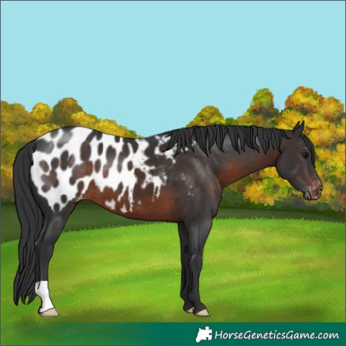 Horse Color:Brown Appaloosa