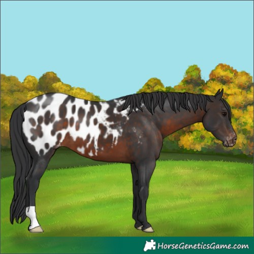 Horse Color:Brown Appaloosa