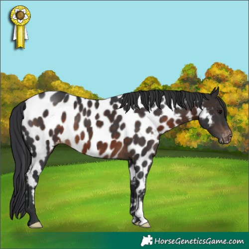 Horse Color:Brown Appaloosa 