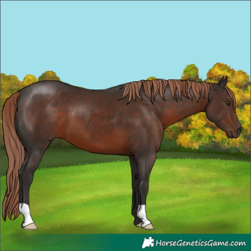 Horse Color:Liver Chestnut 