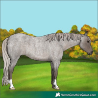 Horse Color:Silver Blue Roan