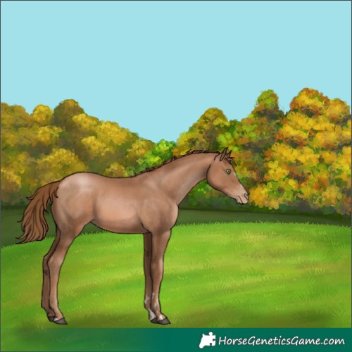 Horse Color:Liver Chestnut Pearl