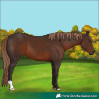 Horse Color:Liver Chestnut