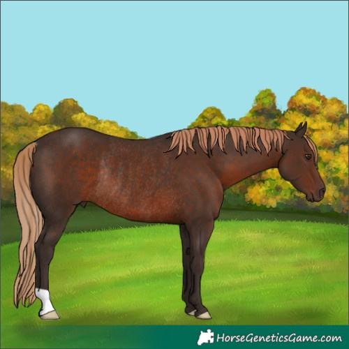 Horse Color:Liver Chestnut Rabicano 