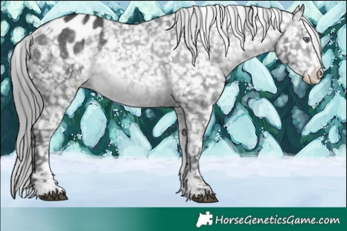 Horse Color:Brown Chinchilla Sabino Appaloosa