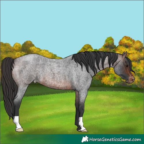 Horse Color:Brown Roan Appaloosa 