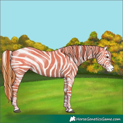 Horse Color:Red Dun Splash 