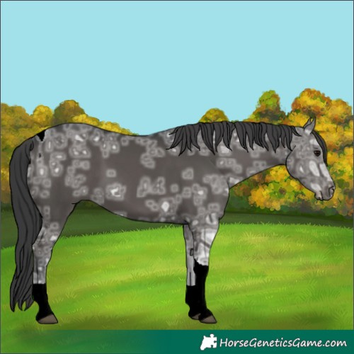 Horse Color:Black Ice Tobiano 