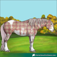 Horse Color:Plaid  Silver Brown Dun Splash Appaloosa  and Plaid  Silver Brown Dun Sabino Appaloosa 