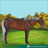 Horse Color:Silver Brown Appaloosa 