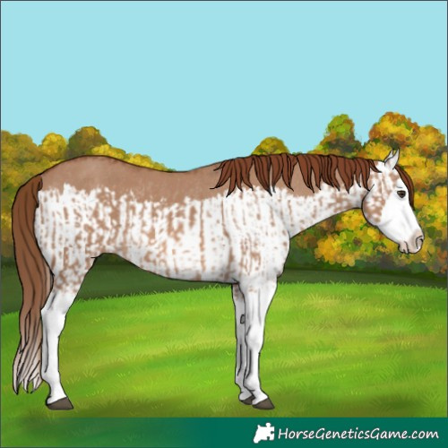 Horse Color:Red Dun Splash and Red Dun Splash Rabicano