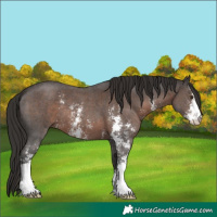Horse Color:Liver Chestnut Sabino