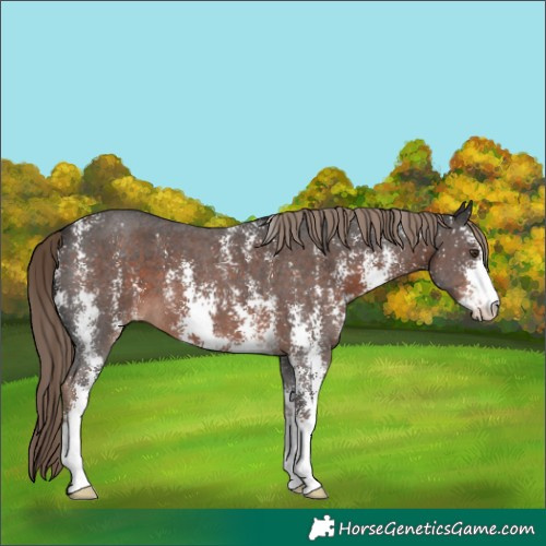 Horse Color:Liver Chestnut Sabino 