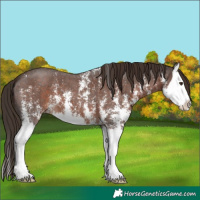 Horse Color:Liver Chestnut Sabino Splash Appaloosa 