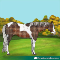 Horse Color:Plaid Silver Brown Splash Tobiano Appaloosa