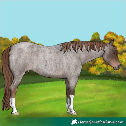 Horse Color:Liver Red Roan