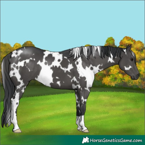 Horse Color:White Spotted Black 