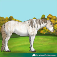 Horse Color:Buckskin Pearl Sabino Appaloosa Rabicano 
