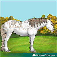 Horse Color:Plaid  White Spotted Buckskin Ice Splash Appaloosa 