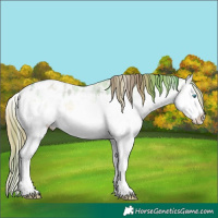 Horse Color:Plaid  White Spotted Buckskin Ice Onyx Splash Blanket 