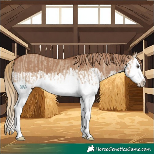 Horse Color:Red Dun Splash and Red Dun Splash