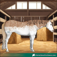 Horse Color:Red Dun Splash  and Red Dun Splash 