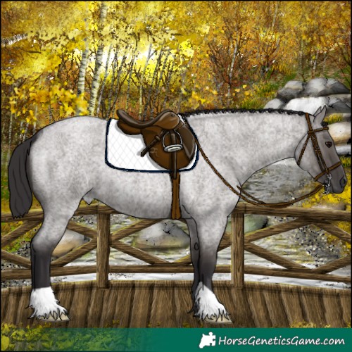 Horse Color:Smoky Grullo Roan 
