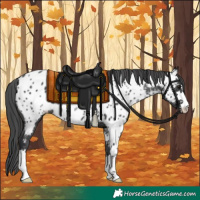 Horse Color:Black Appaloosa