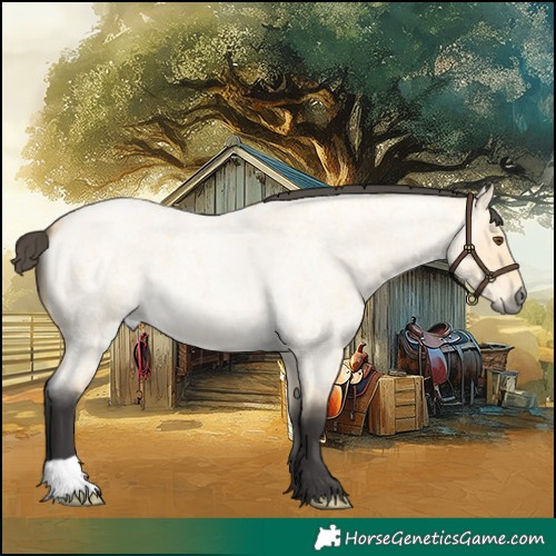 Horse Color:Buckskin Roan Dun 