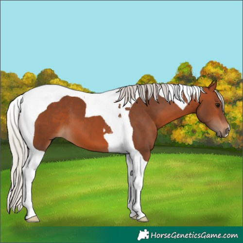 Horse Color:Silver Brown Tobiano 