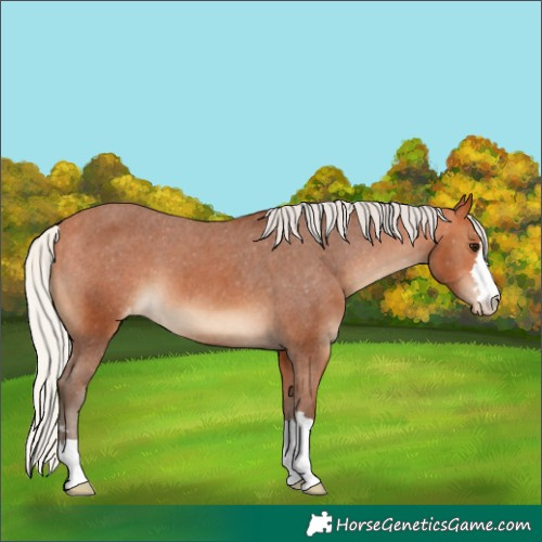 Horse Color:Silver Bay Appaloosa 