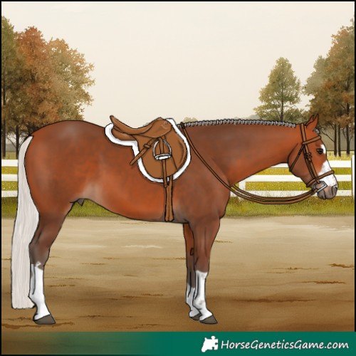 Horse Color:Silver Bay 