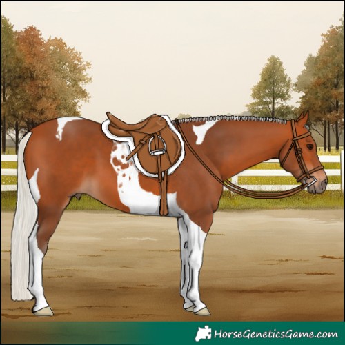 Horse Color:Silver Bay Tobiano 
