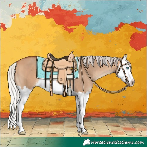 Horse Color:Silver Bay Dun Splash 