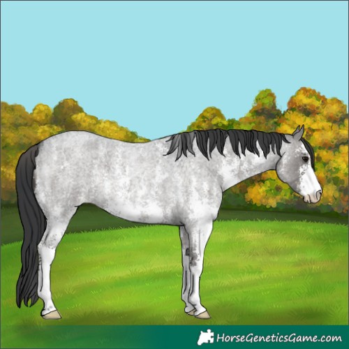 Horse Color:Blue Roan Sabino 