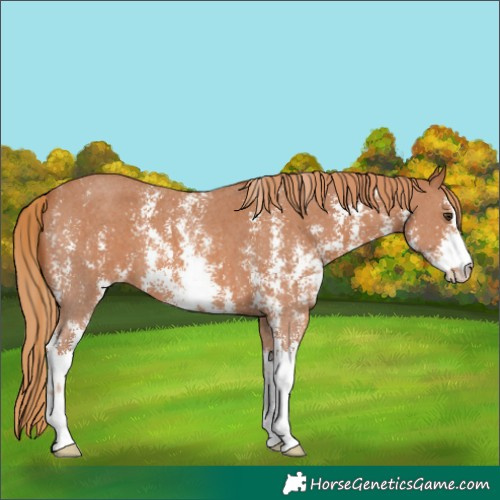Horse Color:Chestnut Sabino 