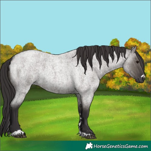 Horse Color:Smoky Grullo Roan