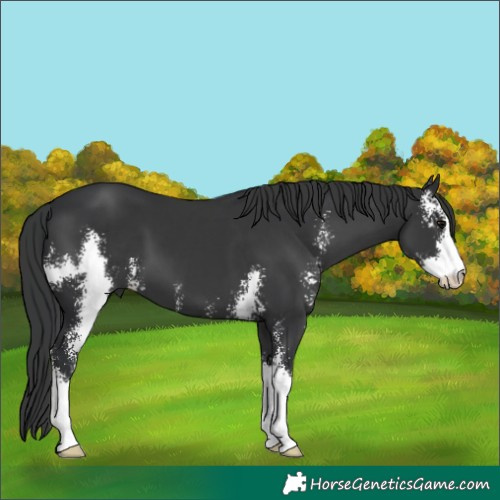 Horse Color:Black Sabino 
