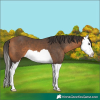 Horse Color:Bay Splash