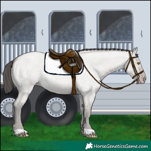 Horse Color:Classic Cream Champagne Roan Dun 