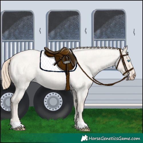 Horse Color:Smoky Creme Roan Dun 