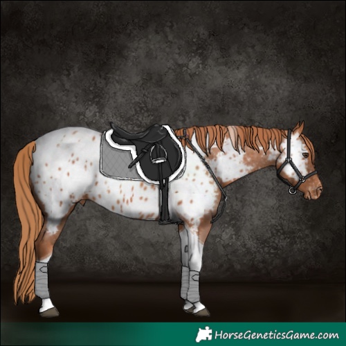 Horse Color:Chestnut Tobiano Near Leopard