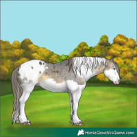 Horse Color:White Spotted Buckskin Mushroom Splash Tobiano Appaloosa