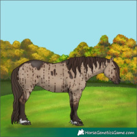 Horse Color:Liver Red Dun Brindle 