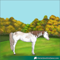 Horse Color:White Spotted Liver Red Dun Mushroom Splash  and White Spotted Liver Red Dun Pearl Splash 