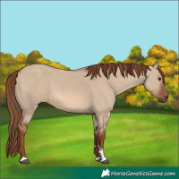Horse Color:Red Dun