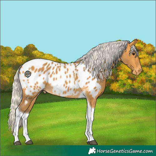 Horse Color:Silver Buckskin Tobiano Appaloosa 