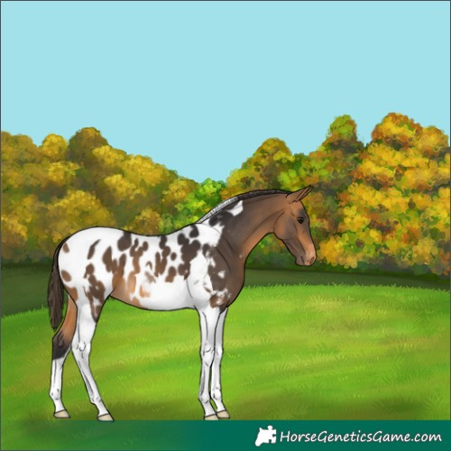 Horse Color:Buckskin Tobiano Appaloosa 