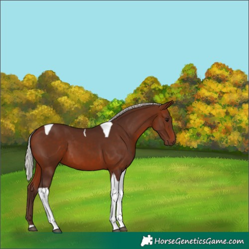 Horse Color:Silver Brown Tobiano 