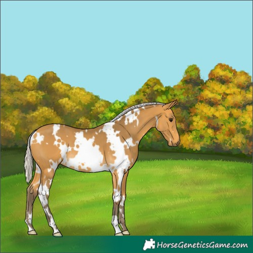 Horse Color:White Spotted Silver Buckskin 
